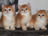 4 chatons British Shorthair LOOF à vendre