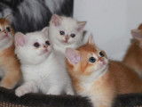 4 chatons British Shorthair LOOF à vendre