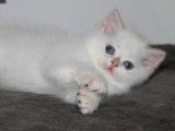 4 chatons British Shorthair LOOF à vendre