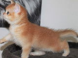 4 chatons British Shorthair LOOF à vendre