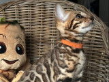2 chatons Bengal femelles LOOF à réserver