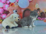 À réserver: 4 chatons Selkirk Rex mâles LOOF