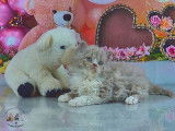 À réserver: 4 chatons Selkirk Rex mâles LOOF