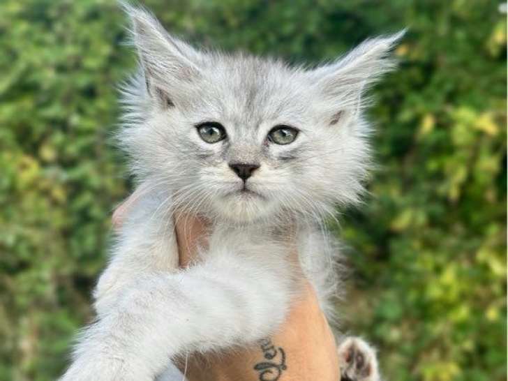 3 chatons femelles Maine Coon LOOF à réserver