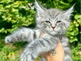 3 chatons femelles Maine Coon LOOF &agrave; r&eacute;server
