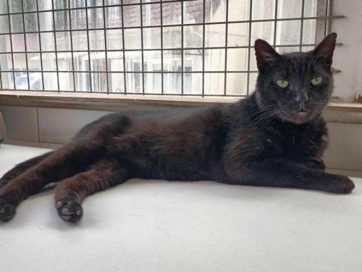 Disponible à l'adoption : chat noir