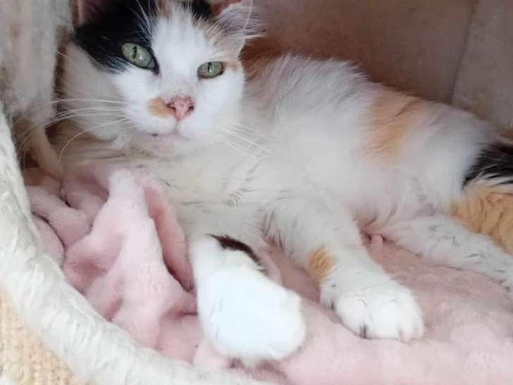 Prête pour l’adoption : chatte tricolore