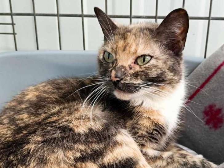 À accueillir : chatte âgée de 2 ans