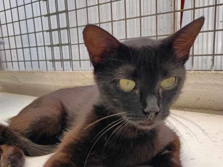 En attente d’une famille : chatte au pelage noir