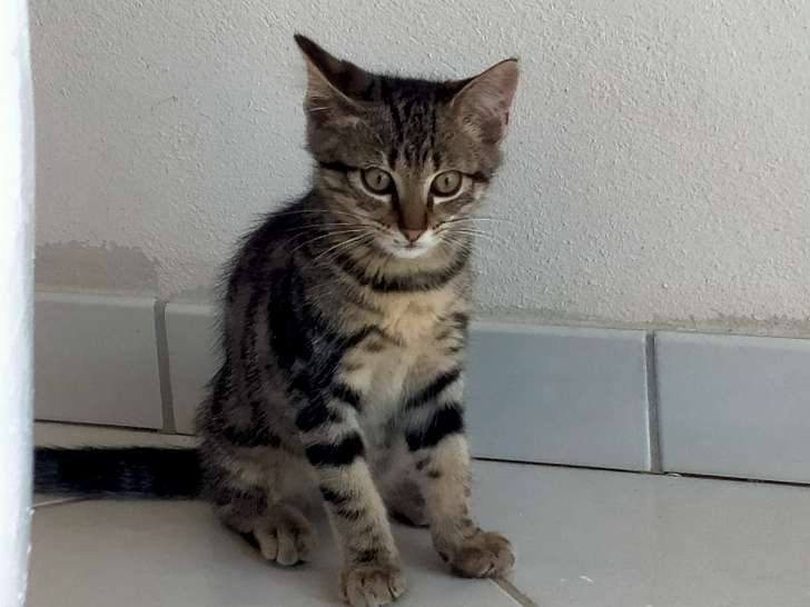 À la recherche d’une famille : chaton mâle blanc