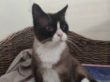 Adoption disponible : chat Siamois de 5 ans
