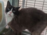 Adoption disponible : chat Siamois de 5 ans