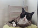 Adoption disponible : chat Siamois de 5 ans