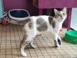 À adopter, chat marron et blanc