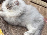 Watson, chaton Highland Straight blue silver shaded