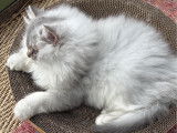 Watson, chaton Highland Straight blue silver shaded