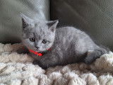 Magnifique chatons British Shortair mâles à vendre