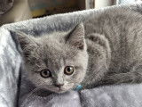 Magnifique chatons British Shortair mâles à vendre