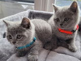 Magnifique chatons British Shortair mâles à vendre