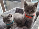 Magnifique chatons British Shortair mâles à vendre