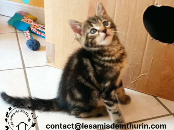 À adopter : chaton mâle tigré