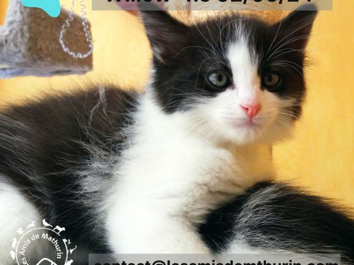 Disponible à l'adoption : chaton mâle de 2 mois