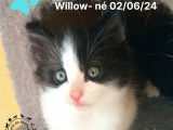 Disponible à l'adoption : chaton mâle de 2 mois