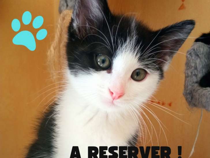 En attente d'adoption : chaton mâle noir et blanc