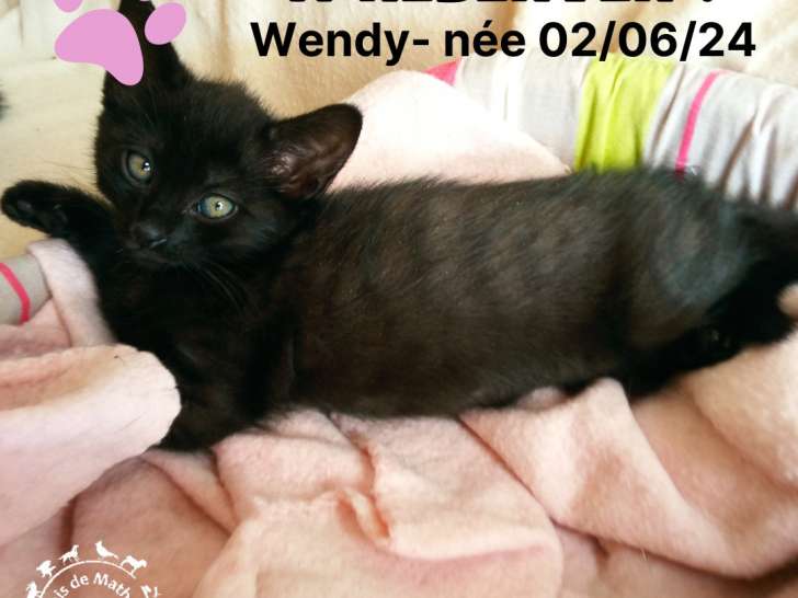 Chatonne à adopter
