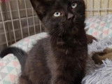 À la recherche d'un foyer : chaton mâle noir