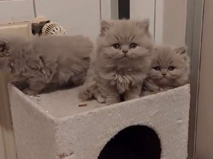 Chaton British  Longhair