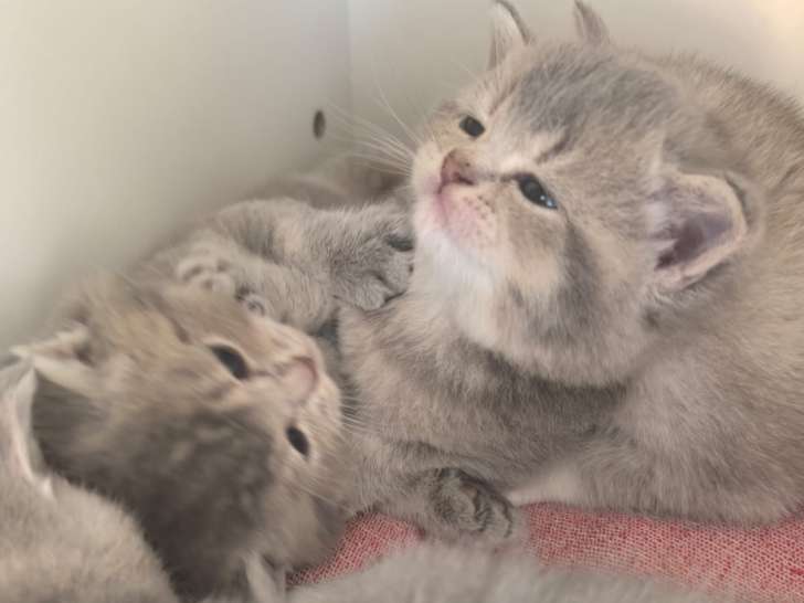 Chaton British  shortair  de 8 semaine