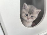 Chaton British  shortair  de 8 semaine