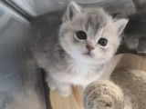 Chaton British  shortair  de 8 semaine