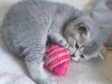 Chaton British  shortair  de 8 semaine