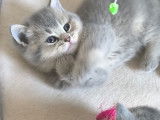 Chaton British  shortair  de 8 semaine