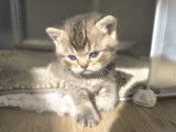 Chaton British  shortair  de 8 semaine