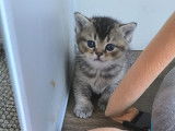 Chaton British  shortair  de 8 semaine