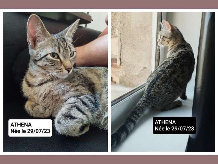 En attente d'adoption, chatte de 11 mois
