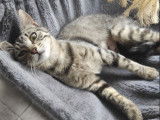 Chaton femelle en attente d'adoption
