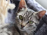 Chaton femelle en attente d'adoption