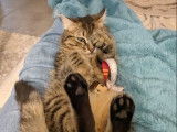 En attente d'adoption, chat tigré gris