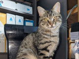 En attente d'adoption, chat tigré gris