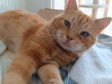 À adopter : chat âgé de 2 ans