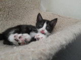 Disponible à l'adoption : chaton mâle noir avec marque blanche