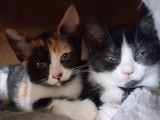 Disponible à l'adoption : chaton mâle noir avec marque blanche