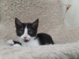 Disponible à l'adoption : chaton mâle noir avec marque blanche