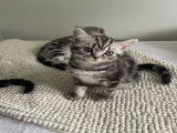 Chatons British Shorthair silver tabby à vendre