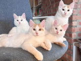 Magnifiques chatons Turc de Van à vendre
