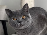 Mâle British Shorthair disponible pour saillie gratuite